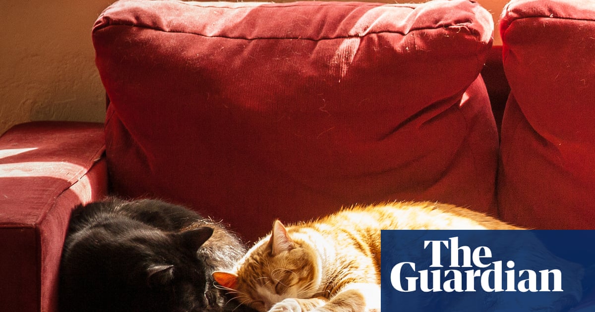 Safe as houses: how to make your outdoor cat at home indoors to protect themselves and the environment