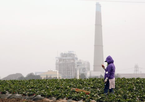A farmworker inspects a strawberry under gray skies in a field near Moss Landing, California. 