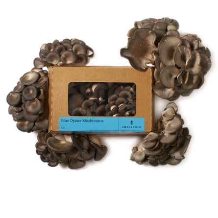 mushrooms around a smallhold wooden box