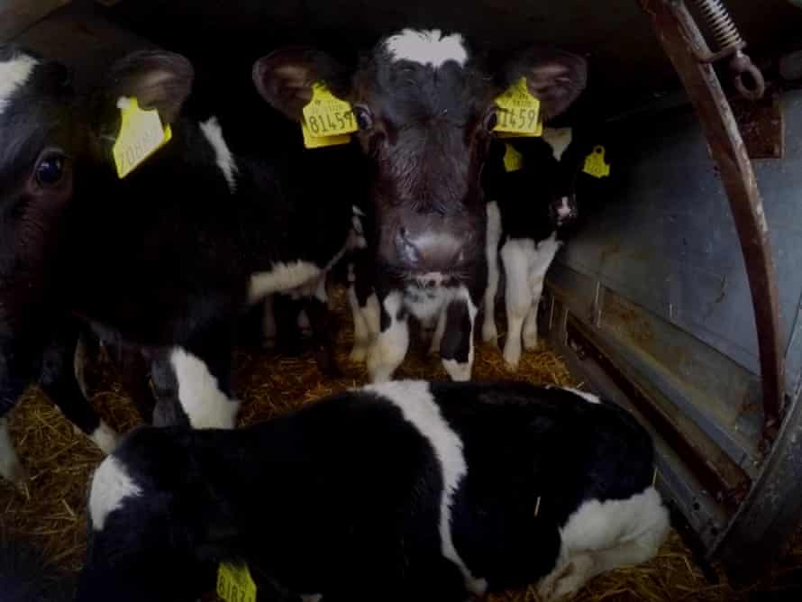 Calves in transit