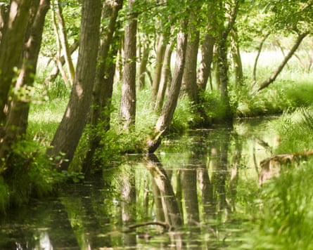 Sunlit trees line a calm, water-filled dyke in Norfolk’s Catfield Fen wetlands