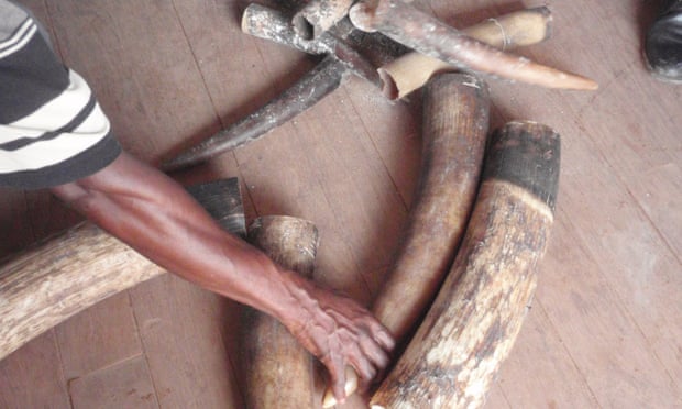 Seized elephant tusks from the Congo.