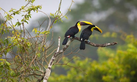 A pair of chestnut-mandibled toucans sitting on a branch in central Panama.