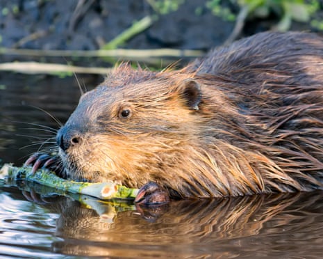 a beaver in water