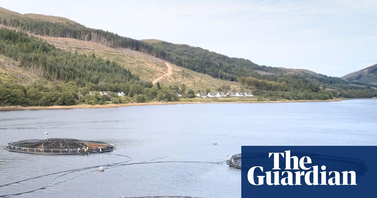 Millions of salmon deaths at Scottish farms disclosed after watchdog’s ruling
