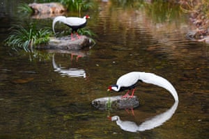 Dois faisões prateados machos descansam nas rochas perto de uma cachoeira na província de Fujian, sudeste da China