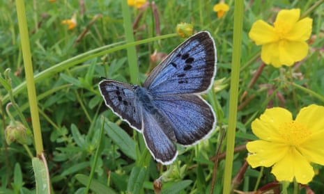 Stunning Blue Butterflies From Around The World - Australian