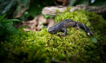 A Great Crested Newt in terrestrial habitat near a breeding pond. England, UK.