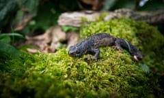 A great crested newt