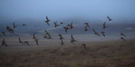 Golden plovers fly low in the mist.