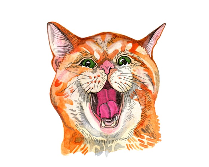 Why do cats miaow and what’s the most powerful Pokémon? The kids’ quiz