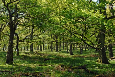 The ancient Woodland of Gwenffrwd-Dinas RSPB reserve