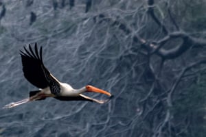 A painted stork in flight at the Sultanpur bird sanctuary in Sultanpur, India