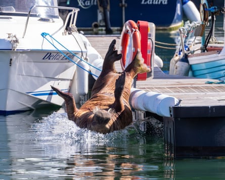 A walrus falling back first into the water