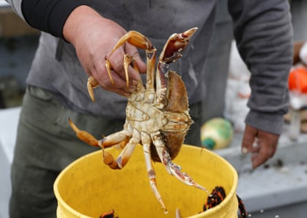Man holding a crab over a yellow bucket