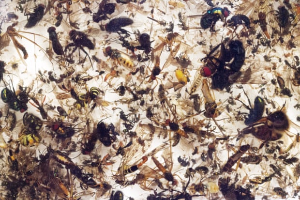 Insect loss warning Insect loss warning