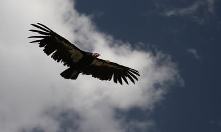Condors are scavengers; an essential part of nature’s clean-up crew.