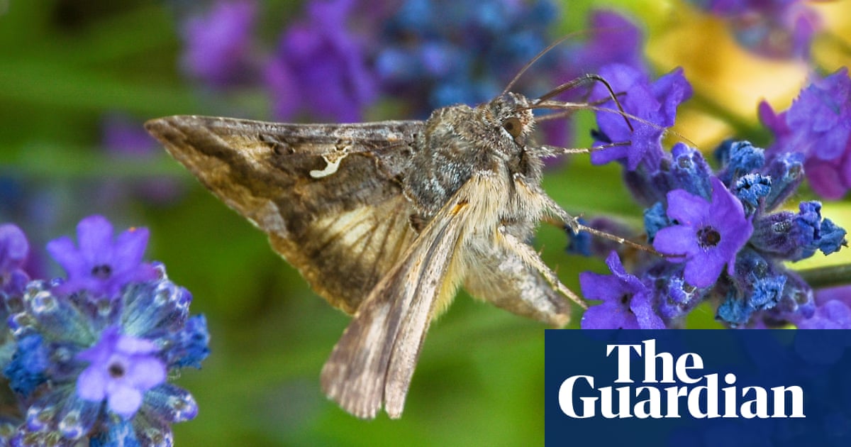 Tiny melodies': musician uses moths' flight data to compose piece about their decline