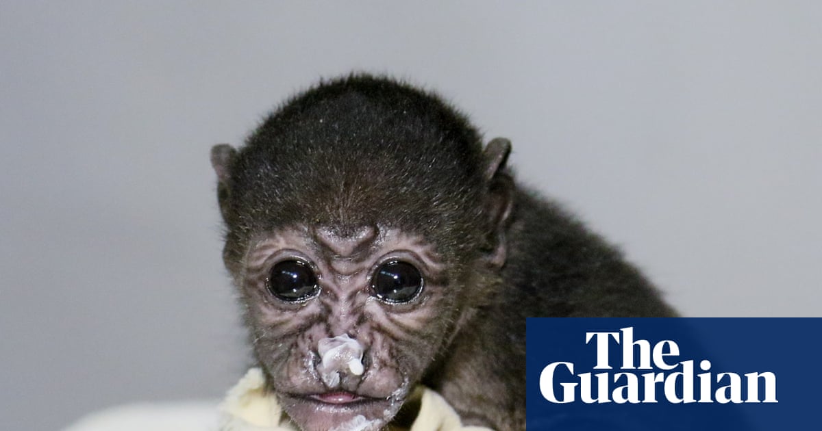 ‘To them a power line is a line of trees’: Costa Rica moves to protect howler monkeys from electrocution