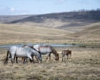 Feral horse numbers surge in Kosciuszko national park after pause in aerial culling, survey shows