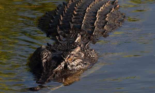 Un crocodile