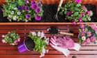 A window box brings joy and spring colour