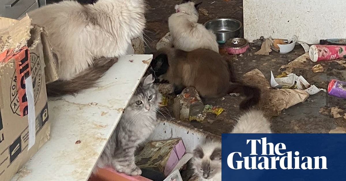 Almost 70 cats rescued from Melbourne home in some of the 'worst' conditions RSCPA has seen