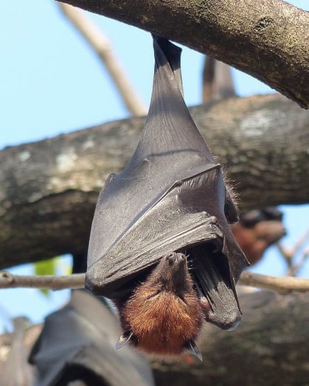 This sleepy Island flying fox may be key to safeguarding the world’s durians.