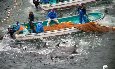 Annual dolphin hunt in Taiji, Japan.