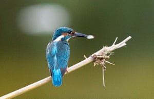 A common kingfisher with a small fish in its beak perches on a bamboo stick in water at a lake in Myanmar.