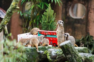 Meerkats tuck into a mealworm-filled Advent calendar at a zoo in Hanover, northern Germany