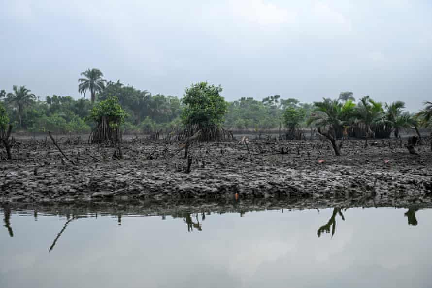 Mangroves in a creek