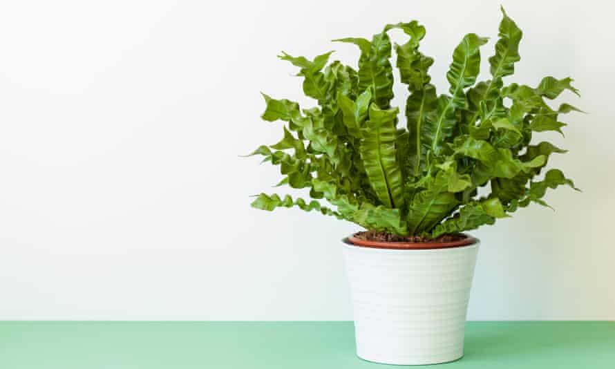 ‘From the jungles of southeast Asia’: Asplenium nidus.