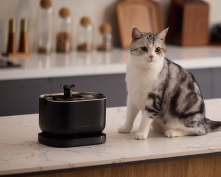 Your indoor cat is bored. Here are toys and tools to fix that | cats A petlibro cat water fountain for cats