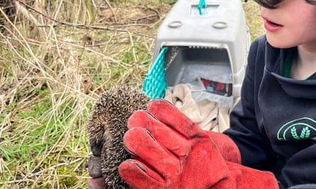Robin holding the hedgehog