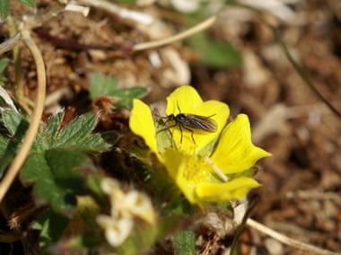 Pollination in Svalbard, Norway. In some parts of the Arctic, important pollinating fly numbers declined by 80% between 1996 and 2014. Photograph: Stephen Coulson, SLU/via Caff