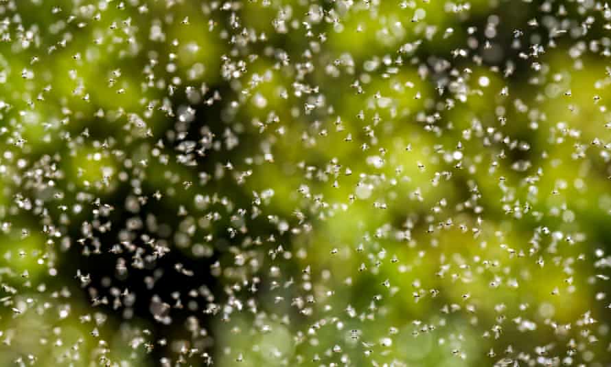 Flying ants