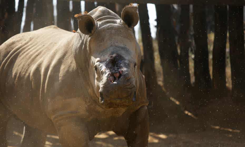 Sehawukele, een witte neushoorn, afgebeeld in 2017