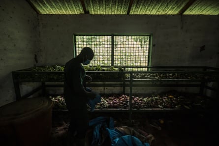 A worker at the Chimpanzee Conservation Center sorts food for chimpanzees