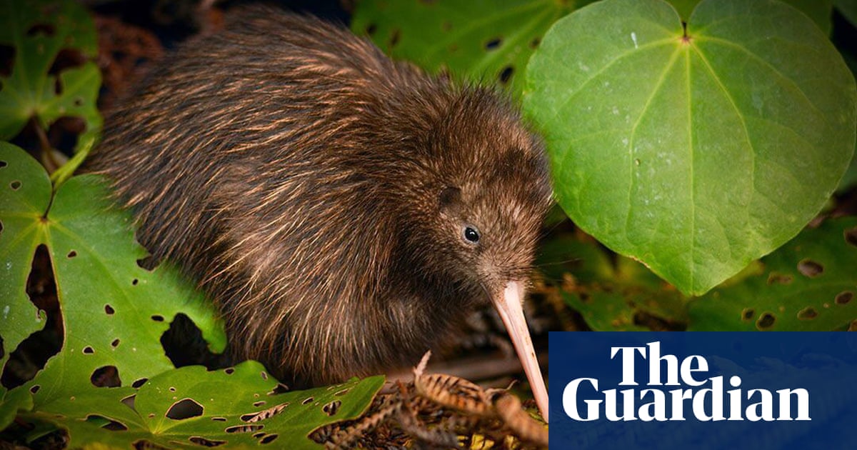 Save the kiwi: New Zealand rallies to protect its iconic bird | World news  | The Guardian