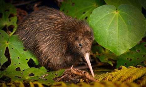 A northern brown kiwi in New Zealand