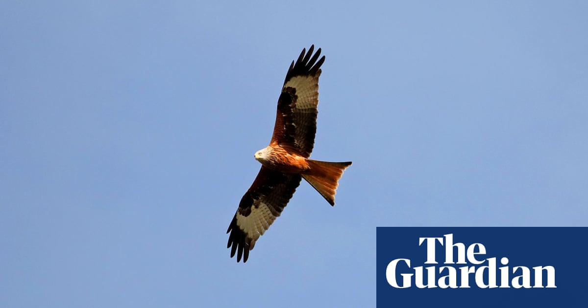 Red kite attacks: why birds of prey are causing havoc on the streets of Henley