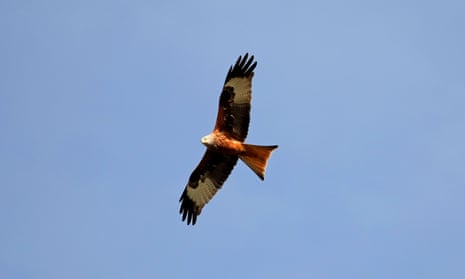 A red kite, having presumably spotted a baked camembert. 