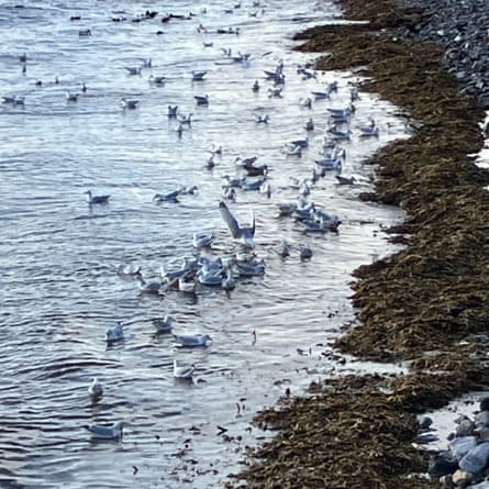 Gulls feasting on the seaweed washed ashore.