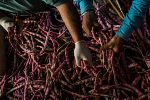 The younger brother of J harvests pinto beans. He arrived in Italy against his brother’s wishes, following the dream of economic stability and wealth.