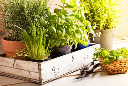 Mixed herbs – basil, chives and rosemary – in pots in a wooden tray, gardening tool lying on wooden table, with a tiny basket with mint in it.