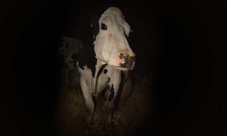Bovine Rembrandt … Luma in Andrea Arnold’s documentary Cow.