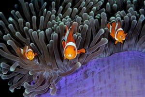 Behaviour category – winner. Your Home and My Home by Qing Lin (Canada). Clownfish must be among the most photographed of all sea creatures. But looking closer, Lin noticed parasitic isopods in the mouths of these little fish. The judge appreciated the whole scene: “Six eyes all in pin-sharp focus, looking into the lens of the author ... this was one of my favourite shots of the entire competition.”