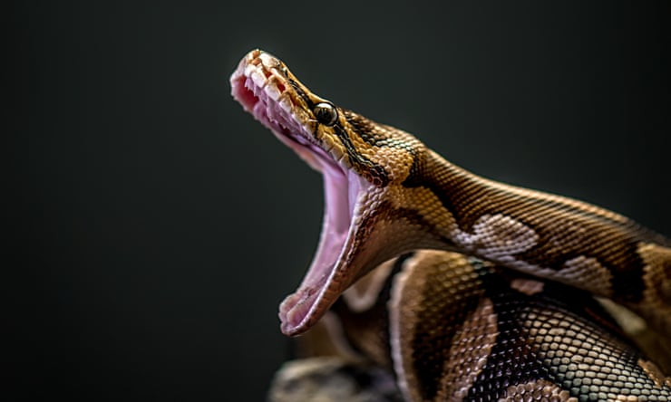 The Burmese python problem: how 20ft predators are wreaking havoc on ...