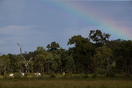 Cattle grazing under a rainbow south of Darwin.